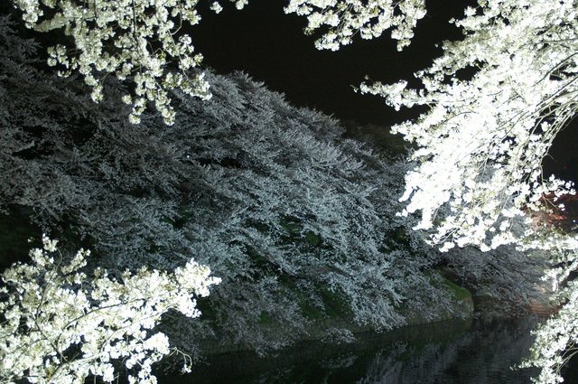 20070401_chidorigafuchi_003